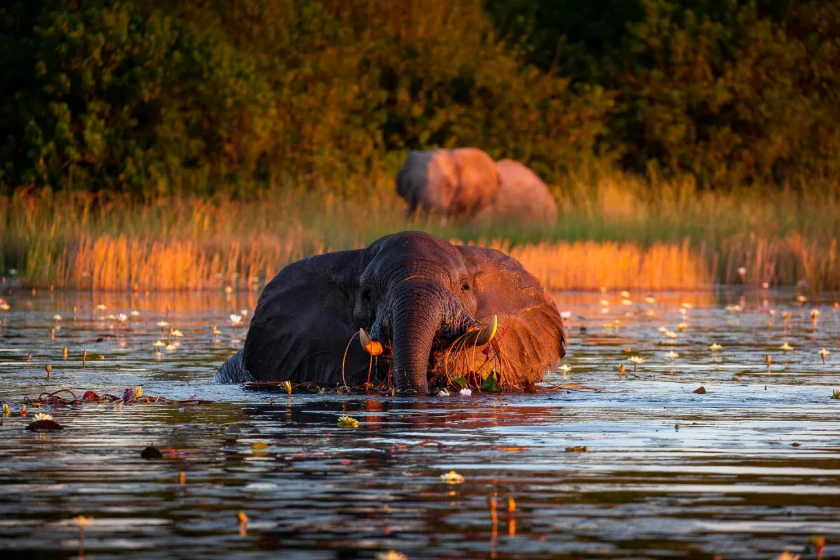 Linyanti Wildlife Reserve Attractions