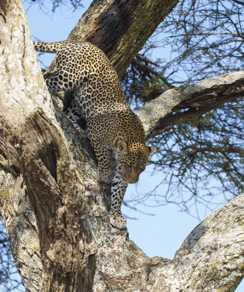 Tanzania Wildlife
