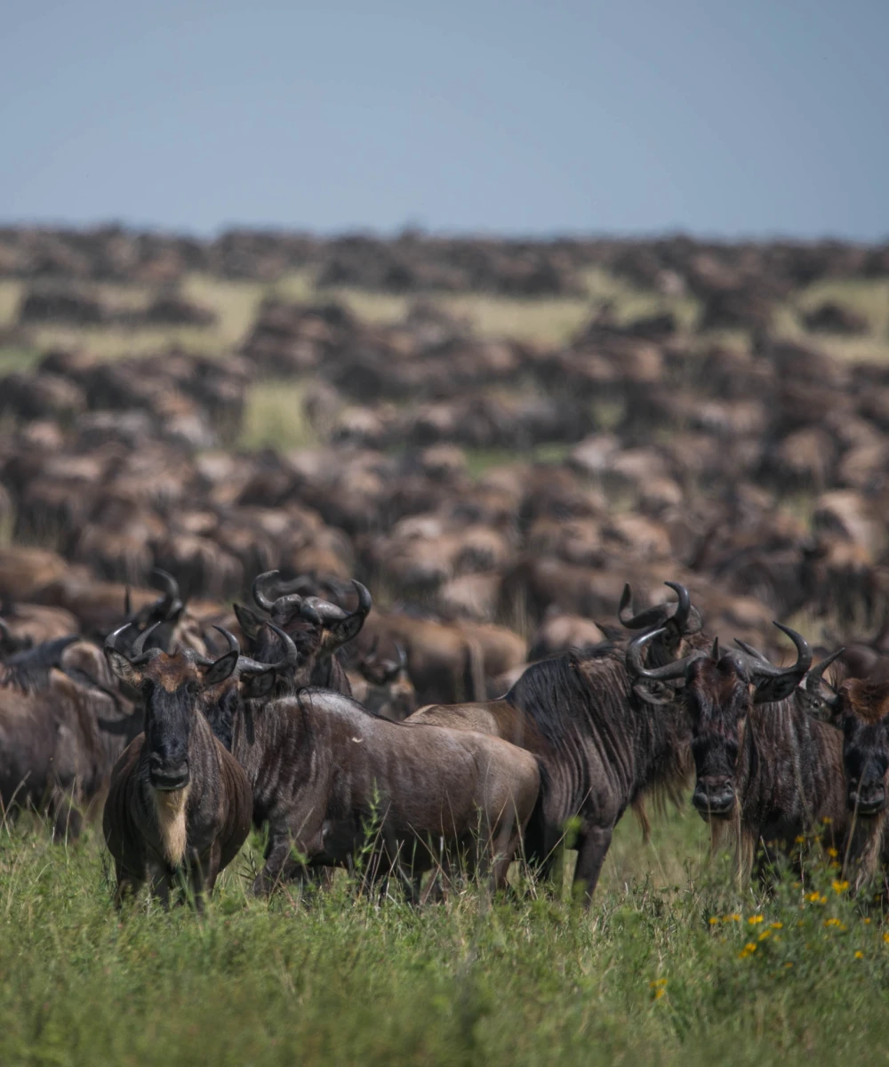 Tanzania Great Migration