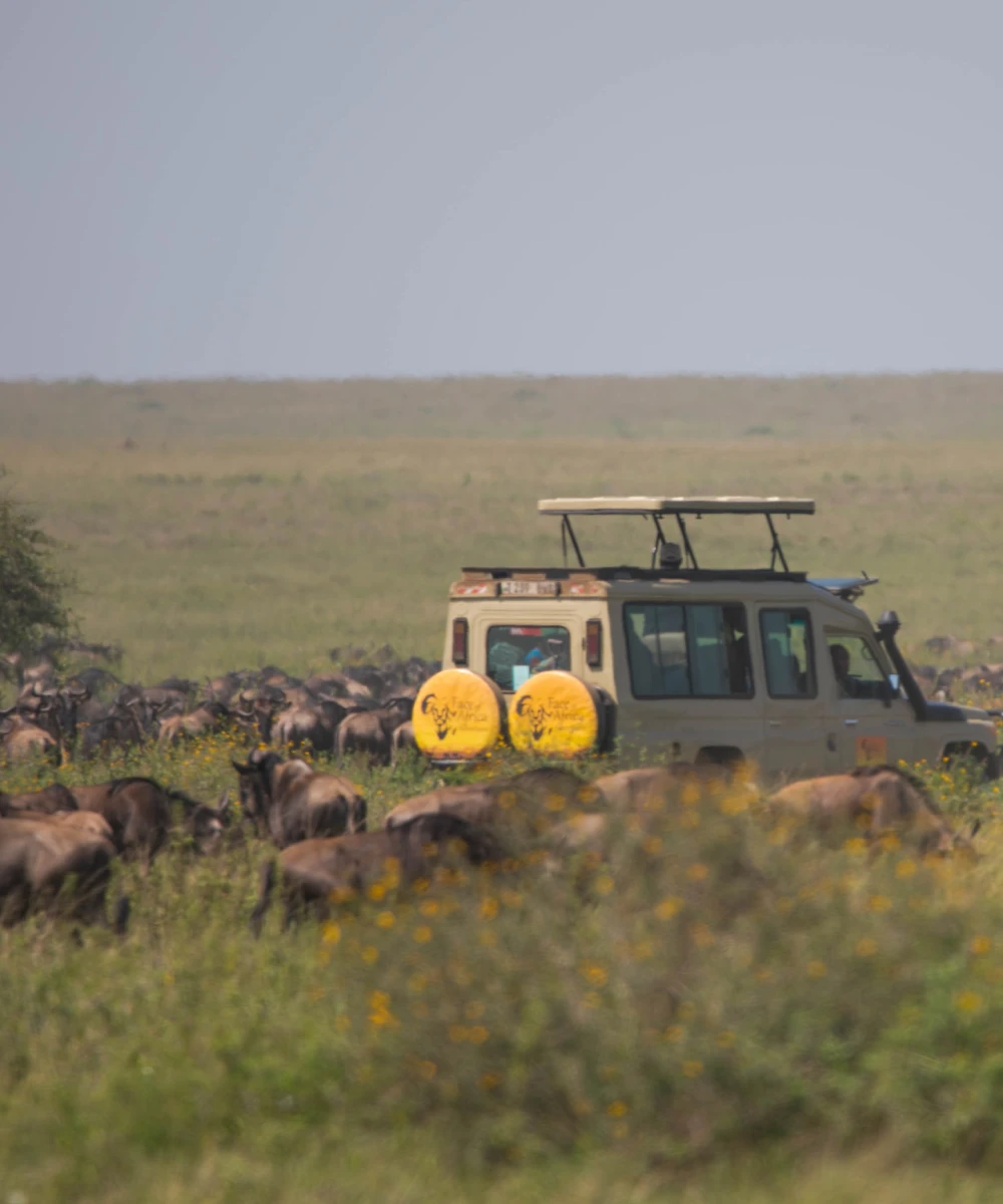 Migration Safari