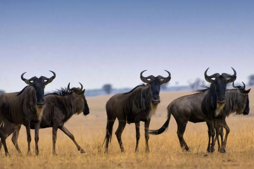 Serengeti Wildlife