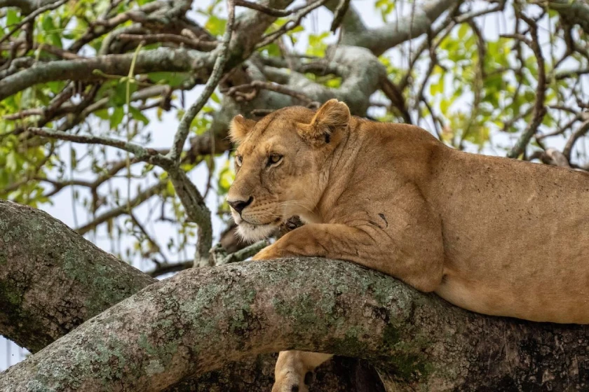 Lake Manyara Attractions