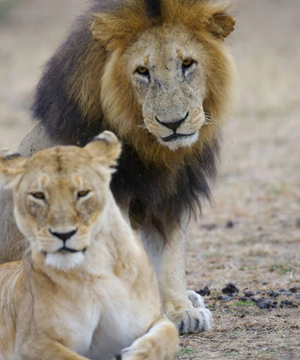 Tanzania Wildlife