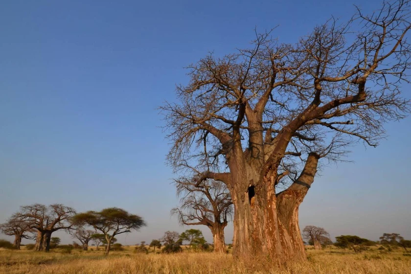 Tarangire Baobab
