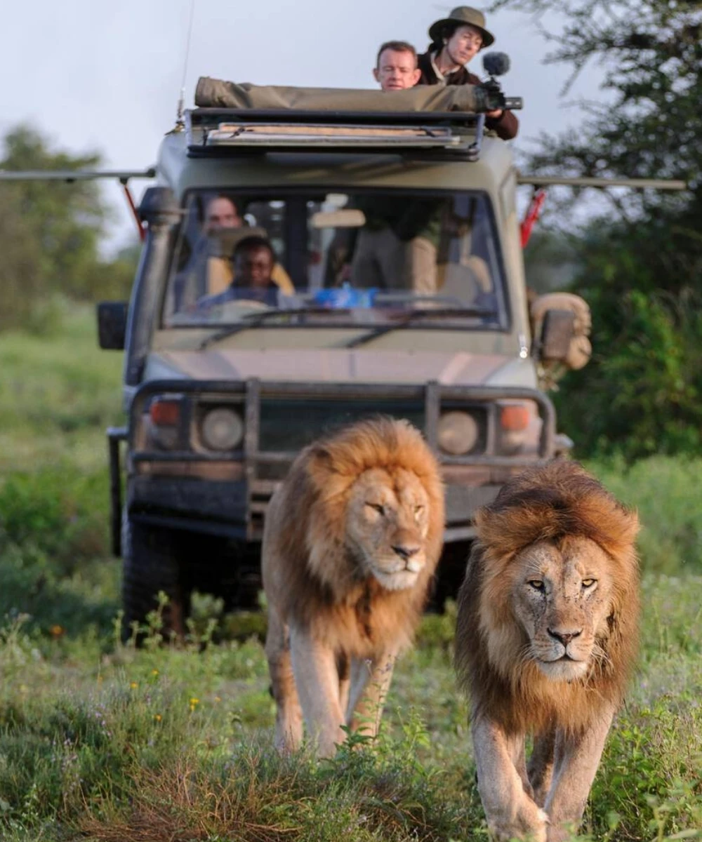 11-days-luxury-tanzania-safari-by-private-jeep-1