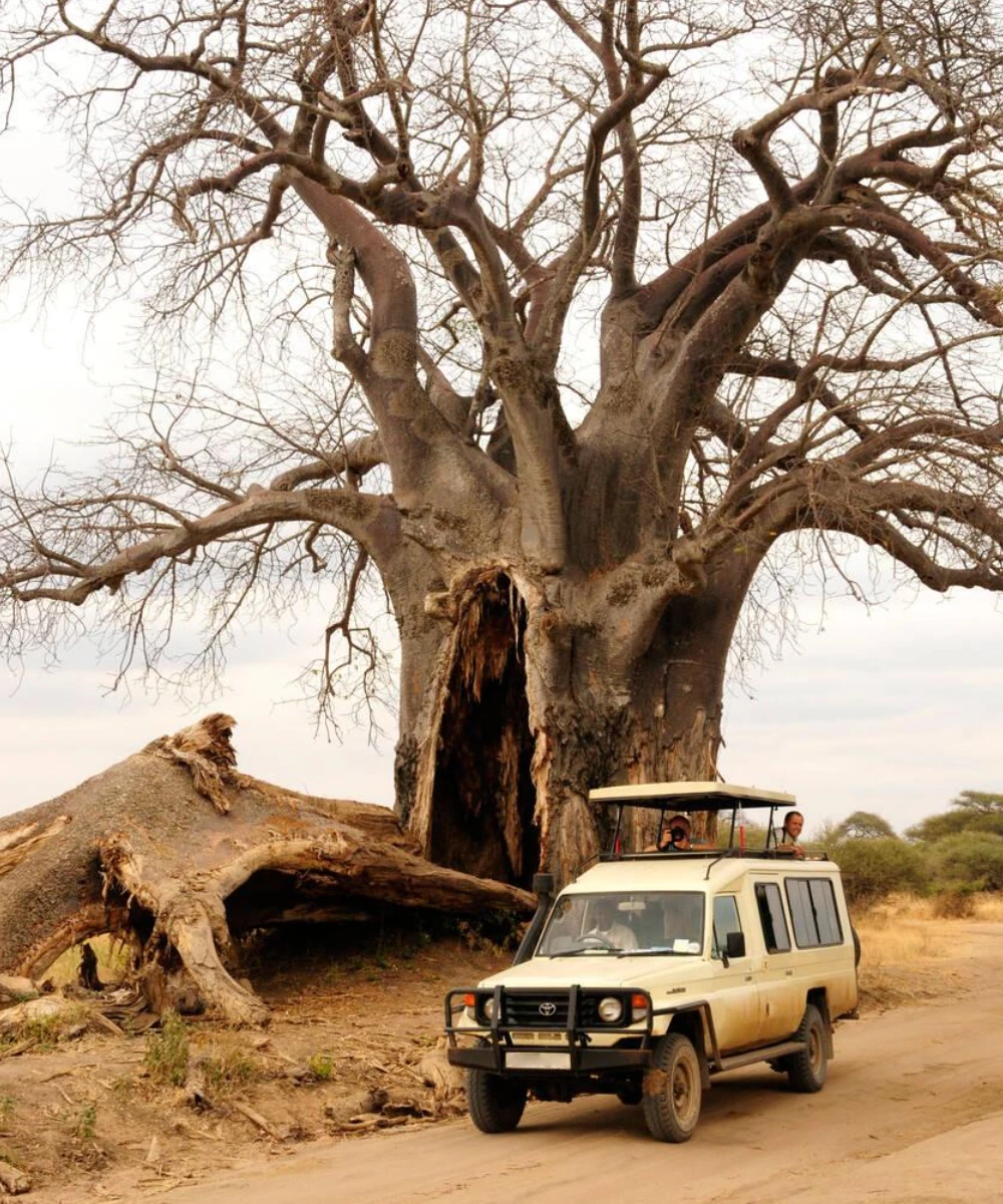 11-days-luxury-tanzania-safari-by-private-jeep-2