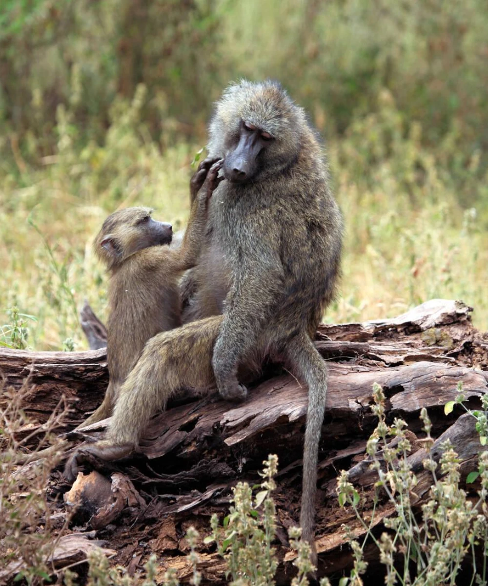 11-days-luxury-tanzania-safari-by-private-jeep-3
