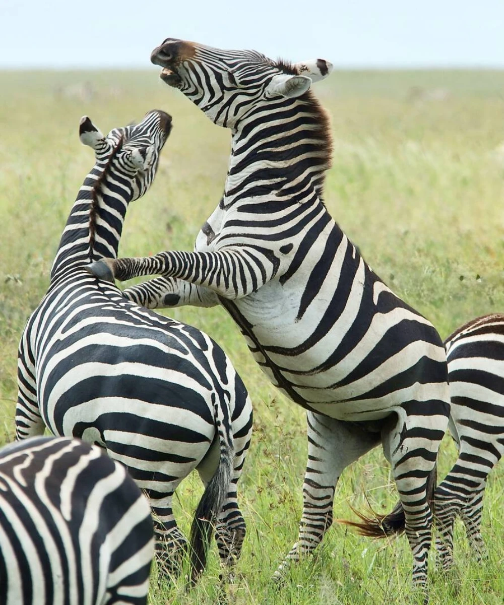 11-days-luxury-tanzania-safari-by-private-jeep-4