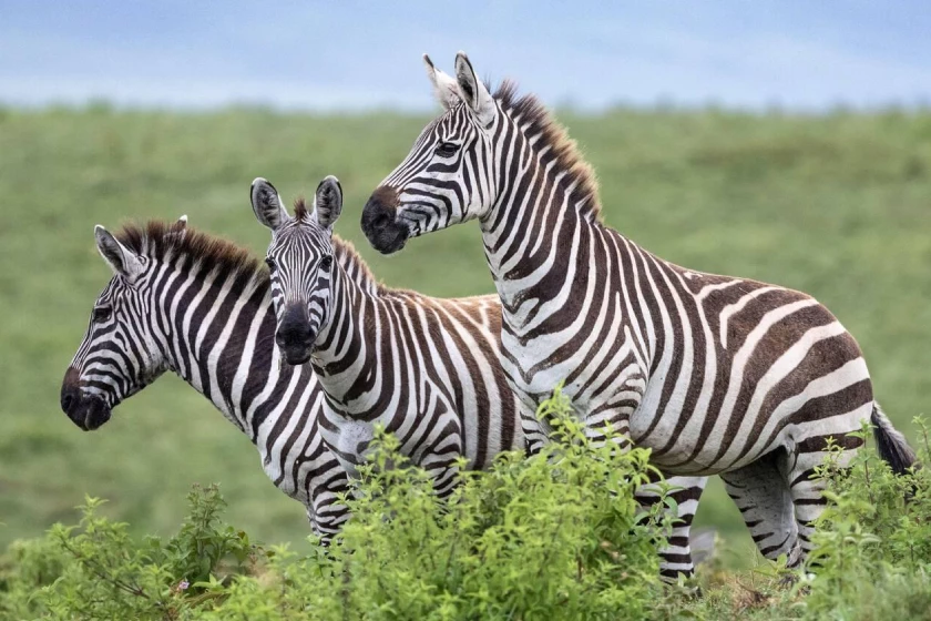 Ngorongoro Crater Safari