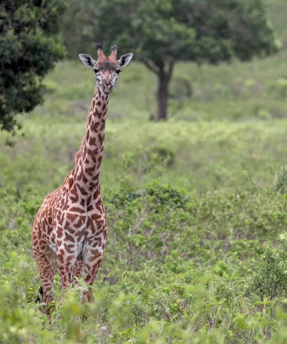 Tanzania Sketching Safari Attrcations