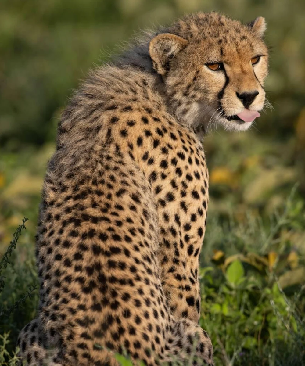 Tanzania Sketching Safari Wildlife