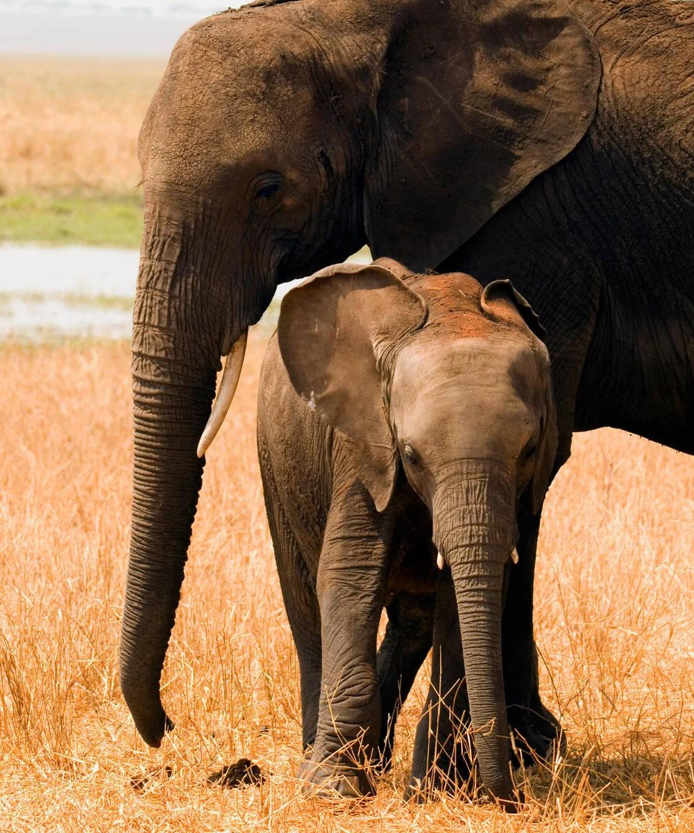 Tanzania Sketching Safari Wildlife