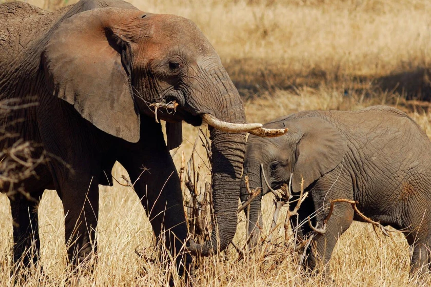 Tarangire Safari