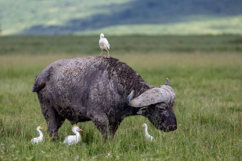 Ngorongoro Crater Wildlife