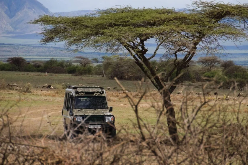 Serengeti Game Drive