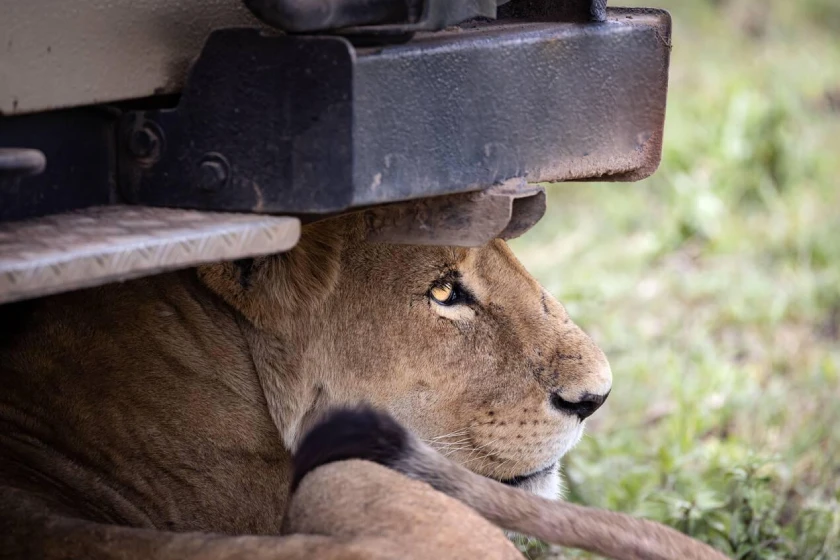 Serengeti Game Drive
