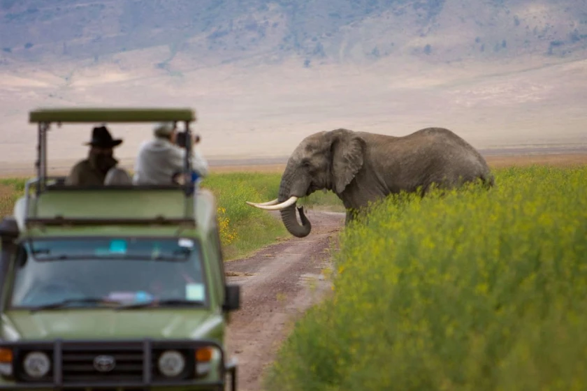 Ngorongoro Game Drive Safari
