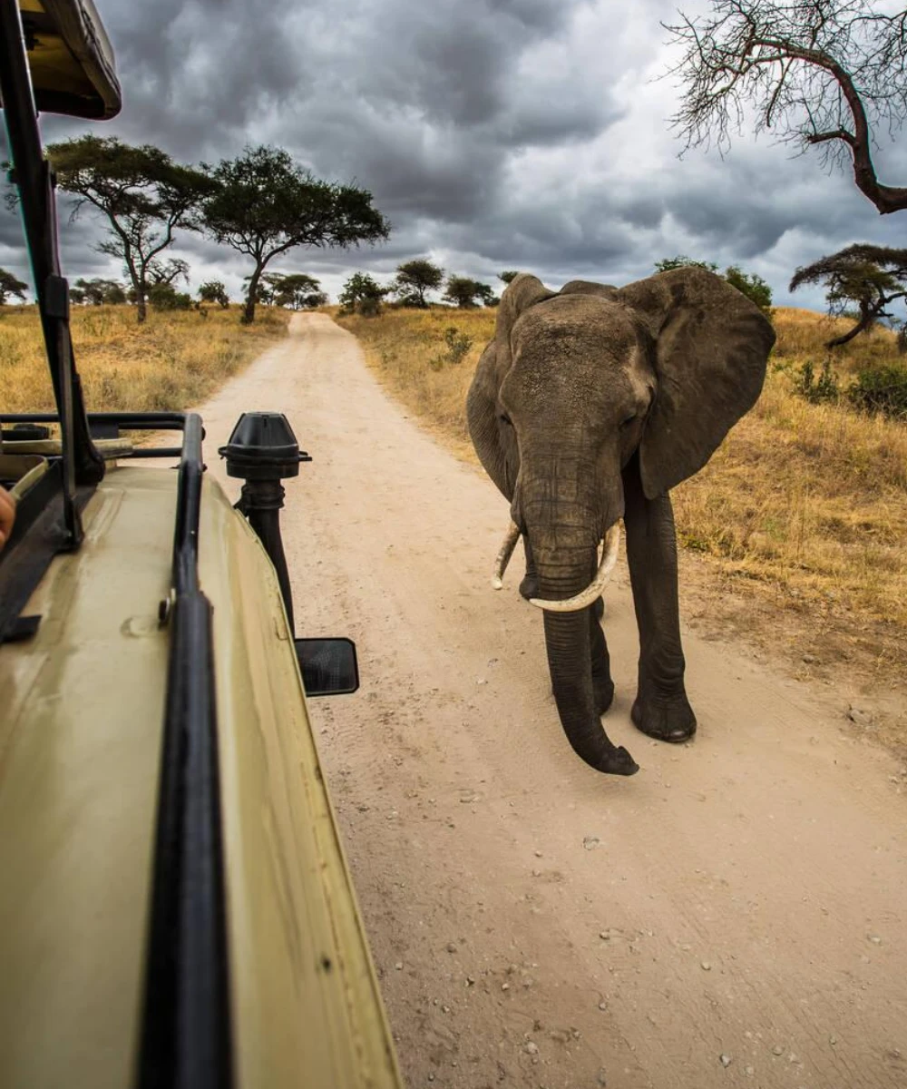 Tarangire Safari