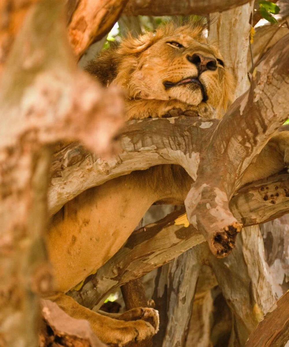 Tanzania Wildlie