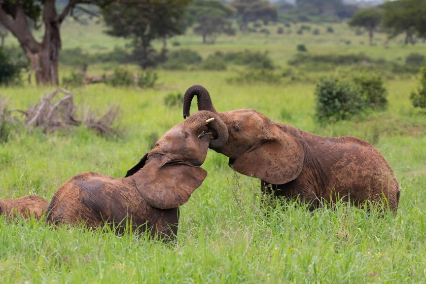 Tanzania Safari