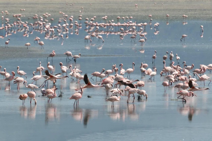 Lake manyara Attraction