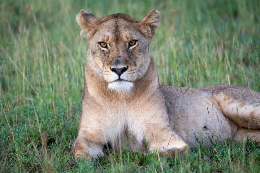 Serengeti Wildlife