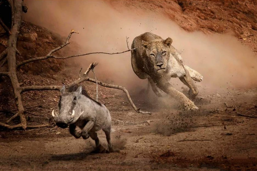 Serengeti Wildlife