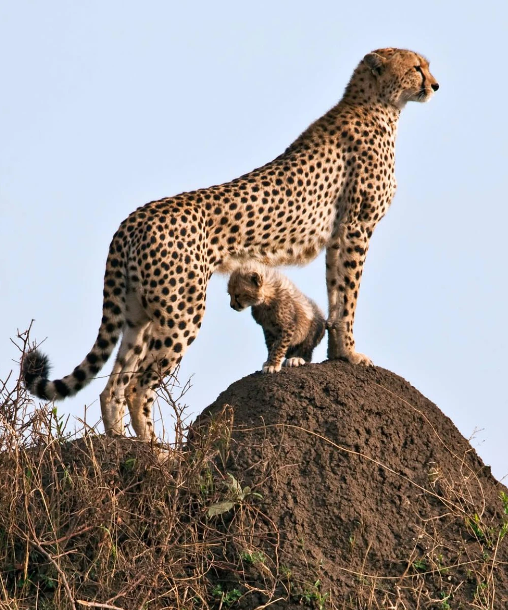 Tanzania Wildlife