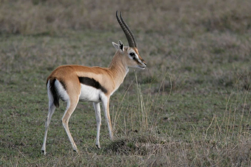 Ngorongoro Attractions