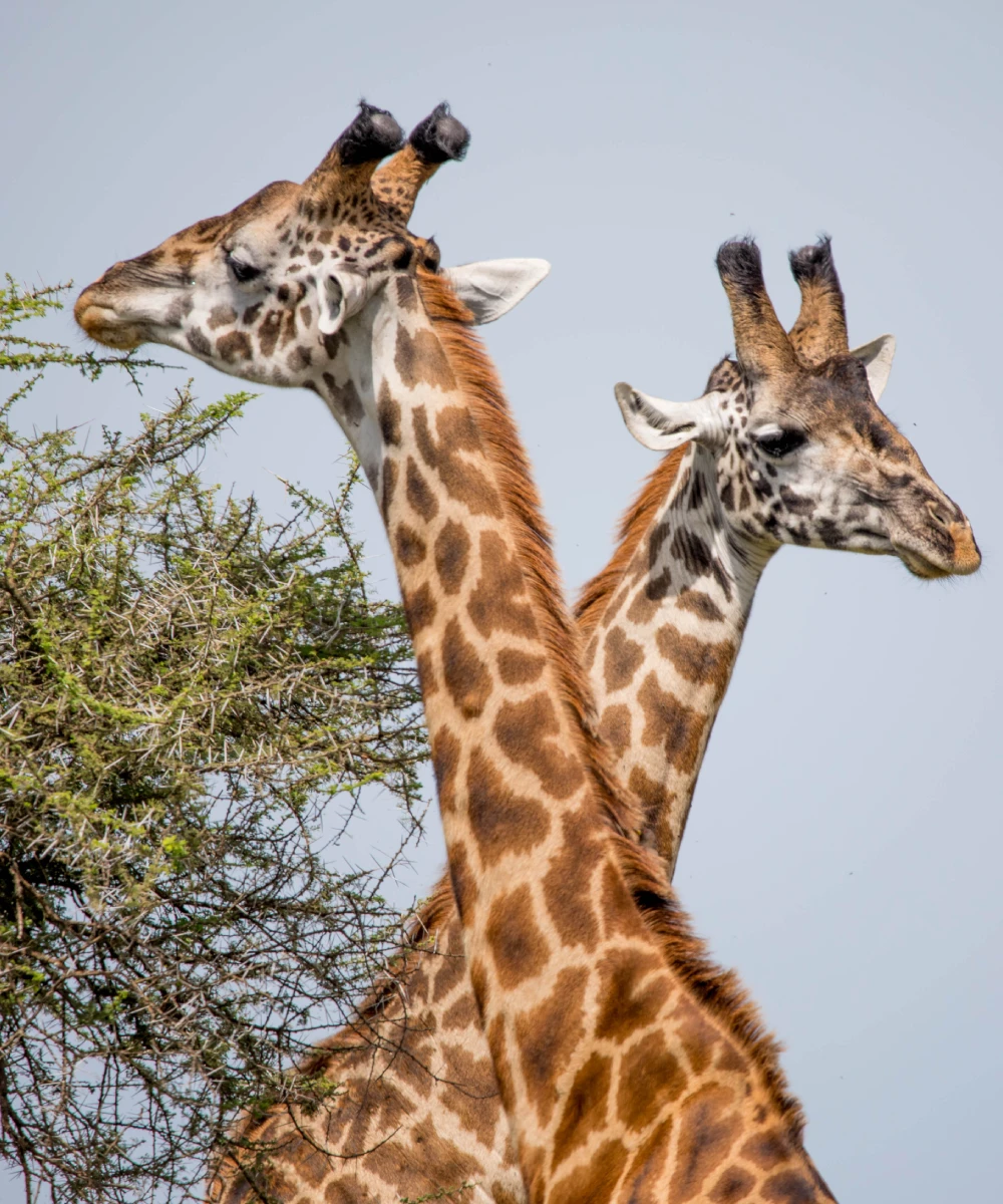 Tanzania Wildlife