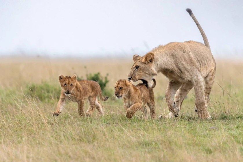 Maasai Mara Wildlife