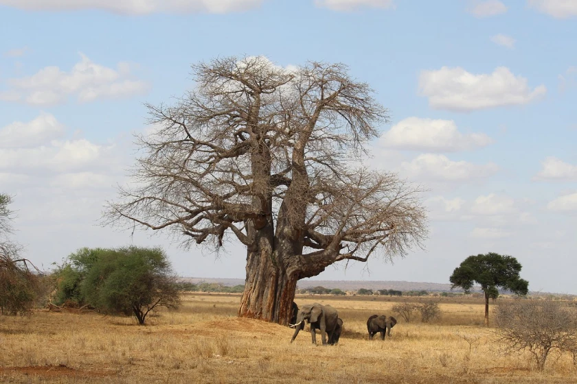 Tarangire Baobab