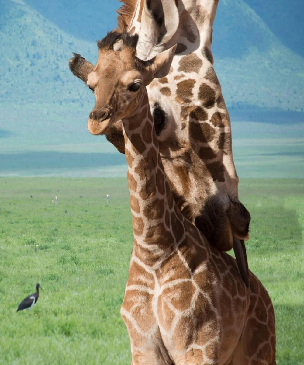 Tanzania Wildlife