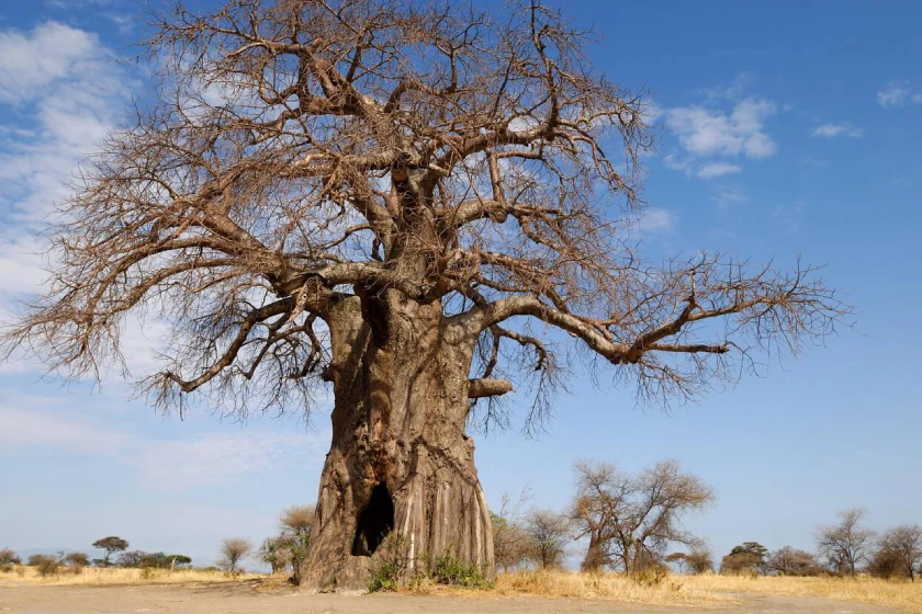 Tarangire Baobab Tree