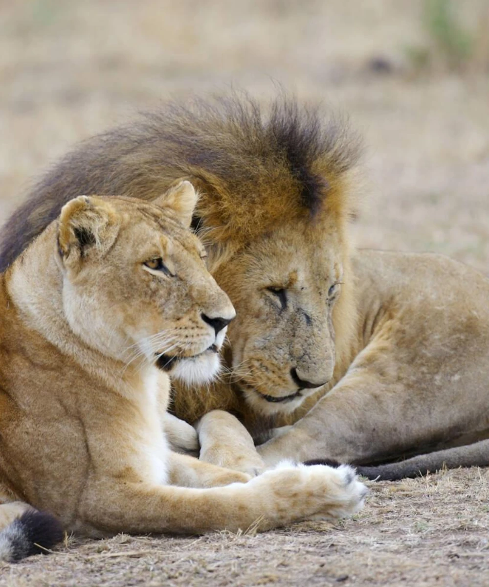 Tanzania Wildlife Safari