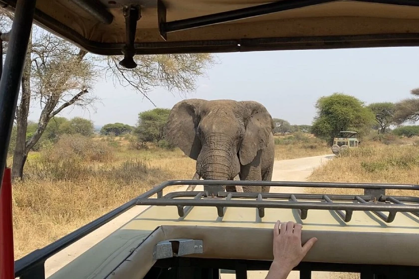 Tarangire Game Drive