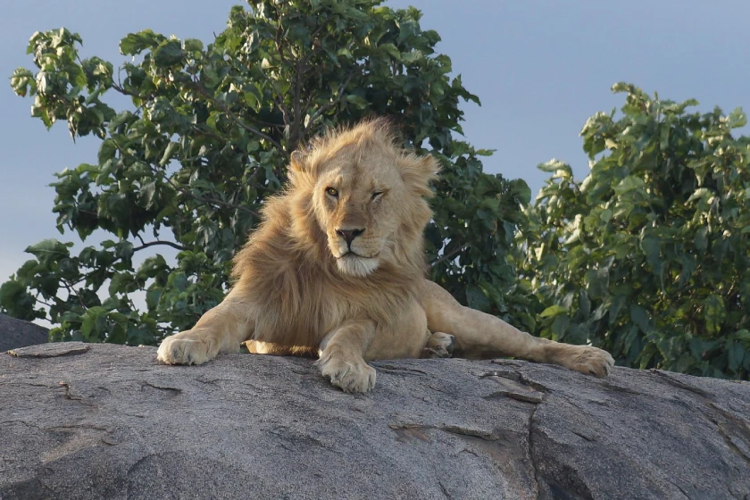 Serengeti Wildlife