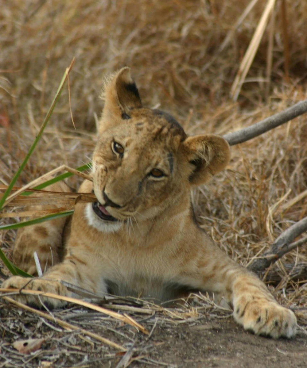 14-days-luxury-tanzania-and-kenya-safari-1