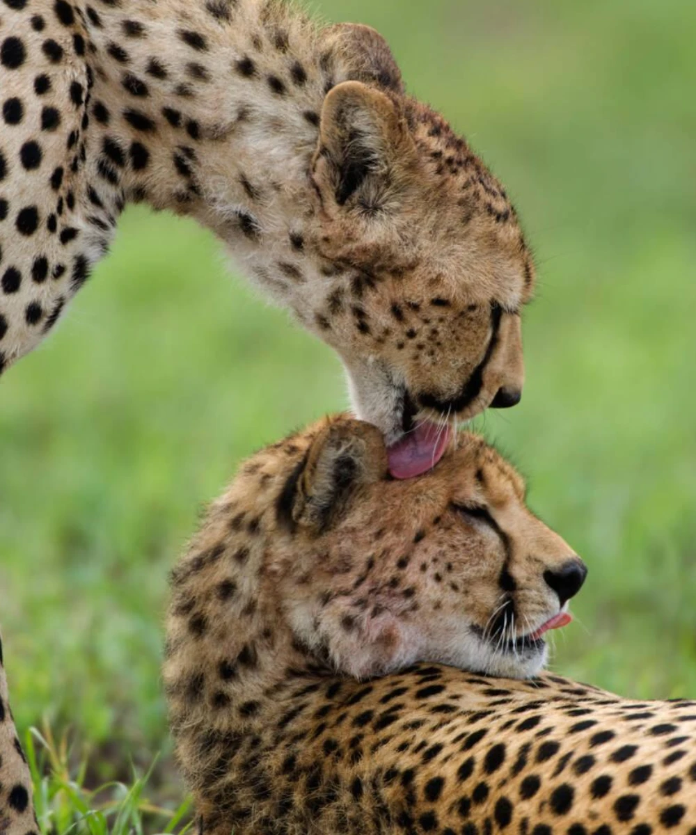 14-days-luxury-tanzania-and-kenya-safari-2