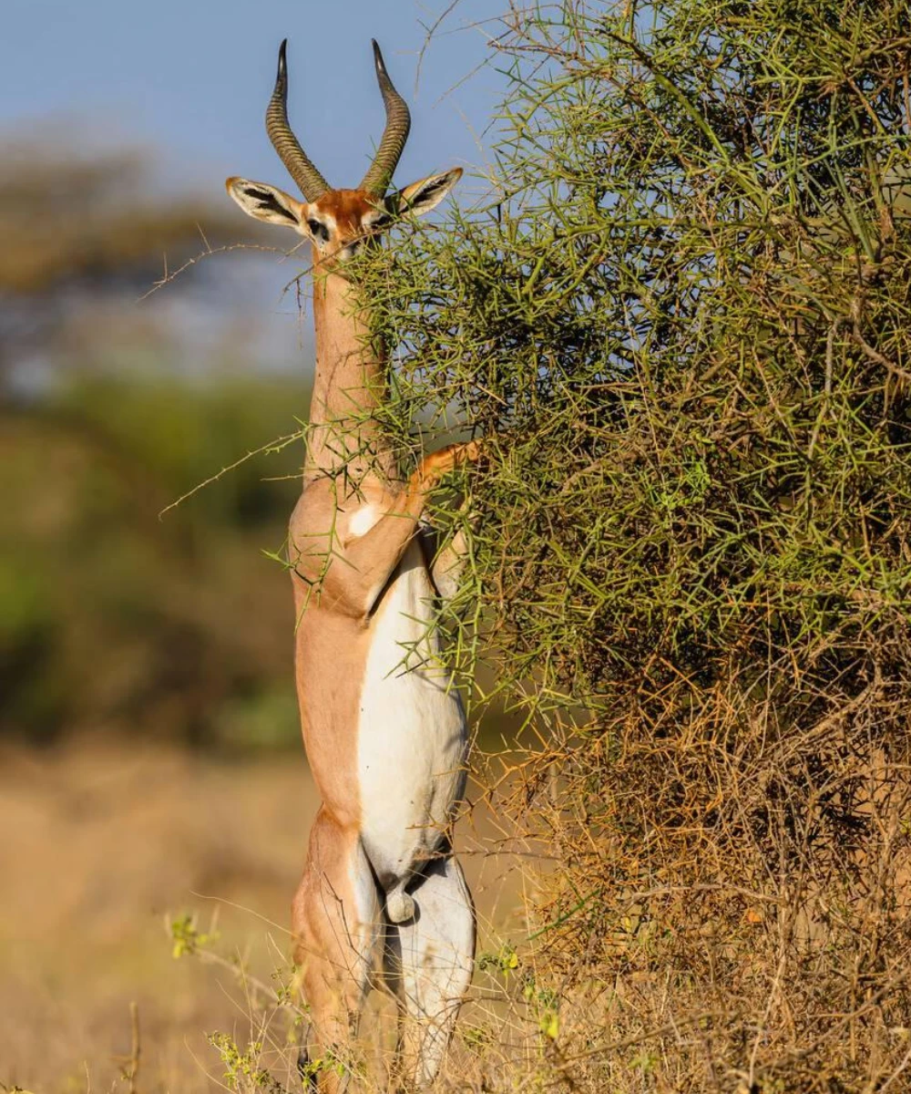 14-days-luxury-tanzania-and-kenya-safari-3