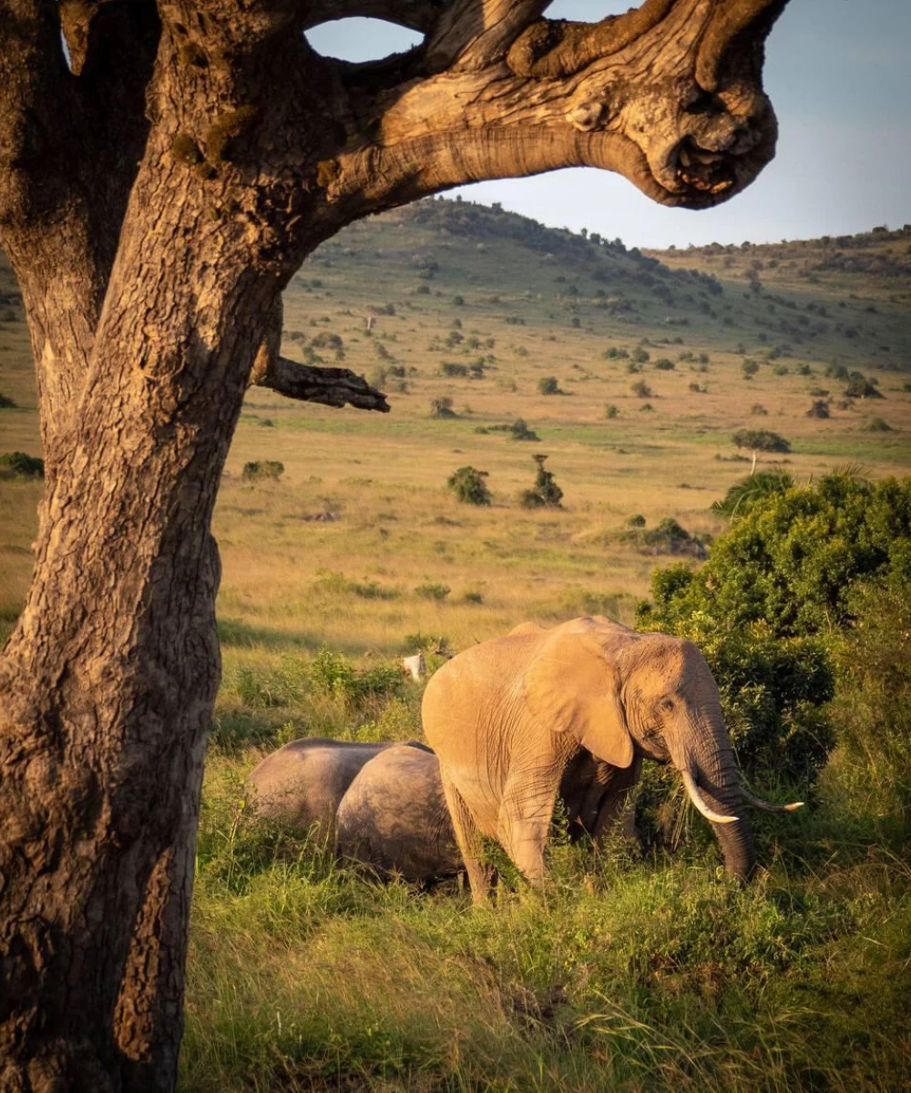 14-days-luxury-tanzania-and-kenya-safari-4