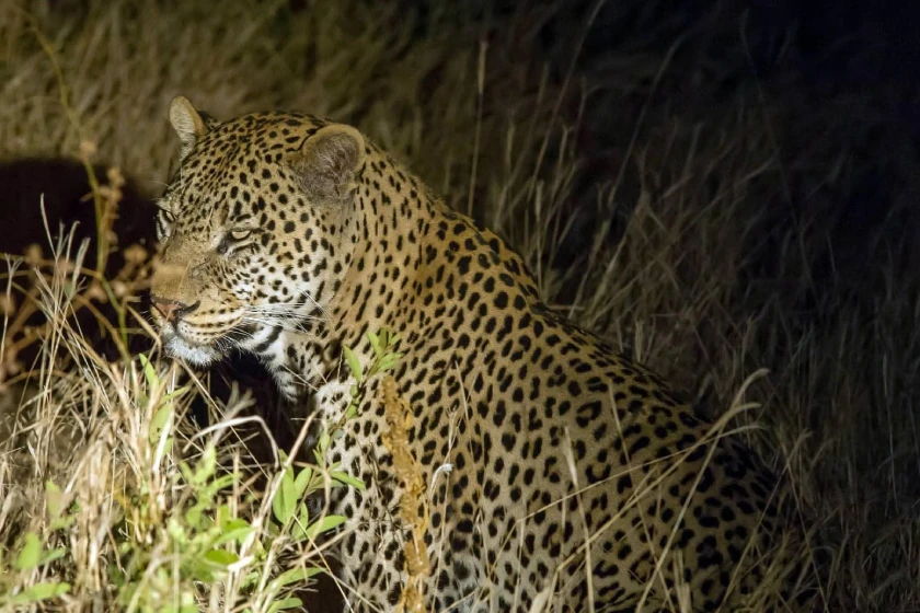 Tanzania Night Game Drive