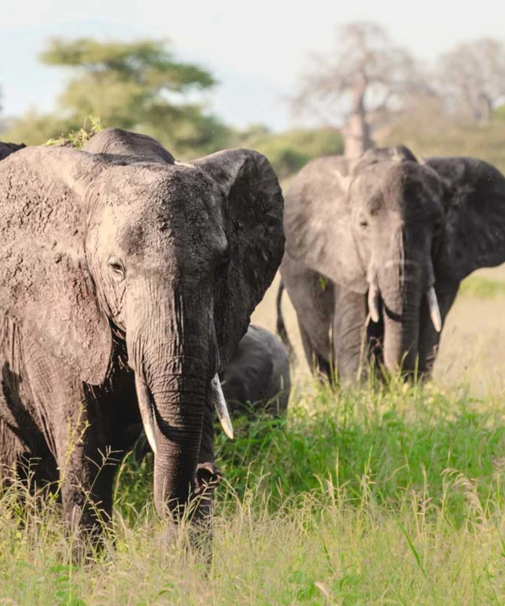 Tanzania Wildlife