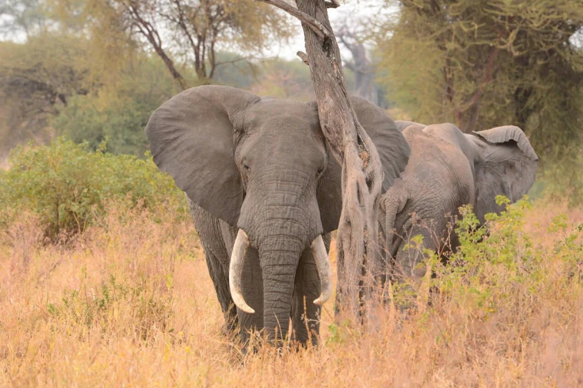 Tarangire Elephant