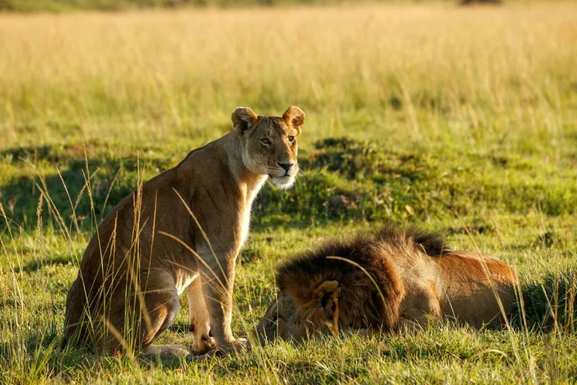 Serengeti Wildlife