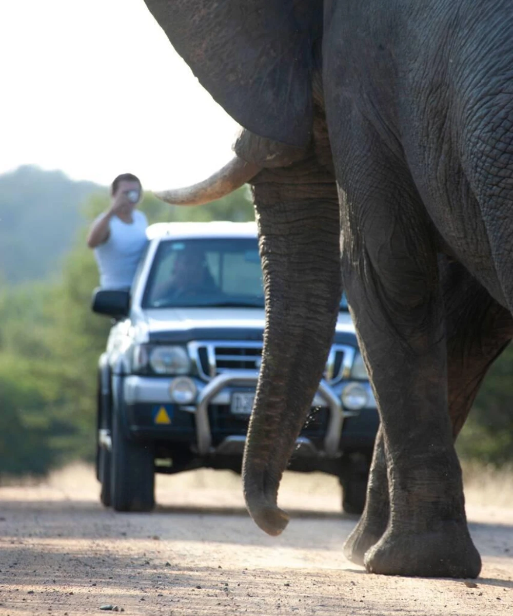 Kruger National Park Game Drive