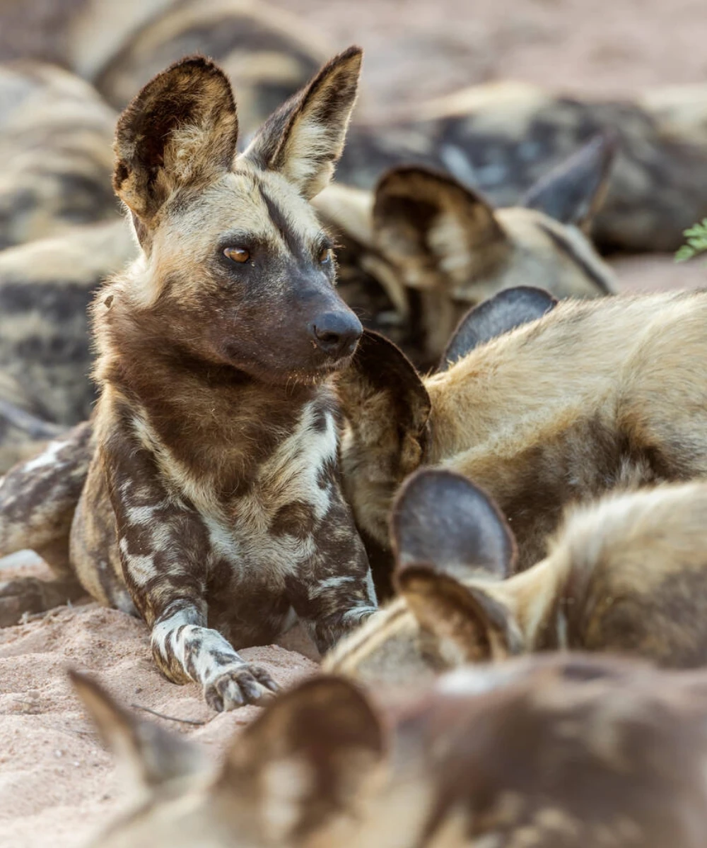 Kruger National Park Wildlife