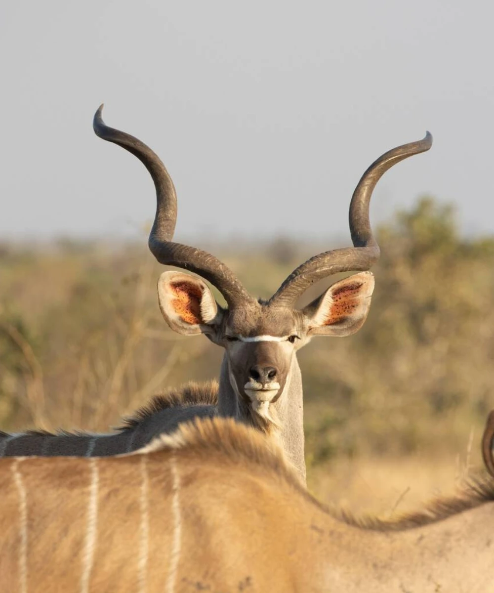 Kruger National Park Attractions