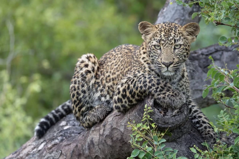 Kruger National Park Attractions