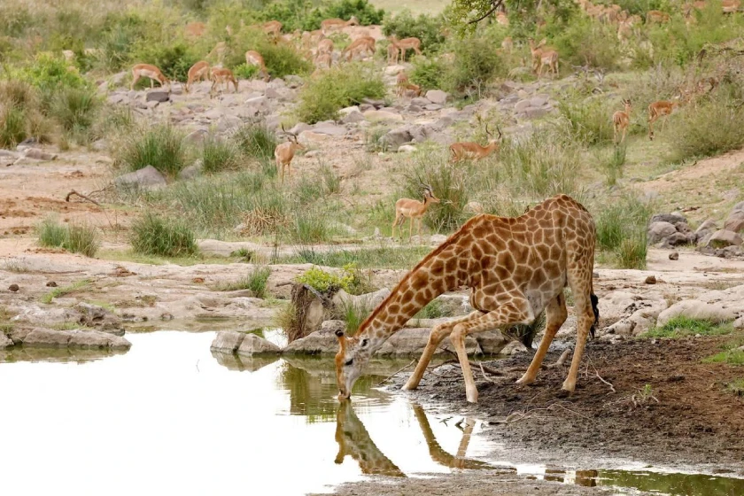 Kruger National Park Attractions